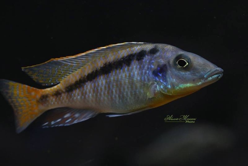 Mylochromis sp. 'mchuse'